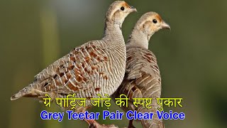 Grey Francolin pair Voice  Partridge sounds  Male Female ki Awaz  Teetar ki Awaz boli calling [upl. by Ryann745]