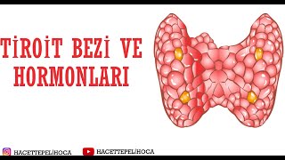 164  ENDOKRİN SİSTEM6  TİROİT BEZİ VE HORMONLARI  11 SINIF  AYT  endokrinsistem [upl. by Atnod]