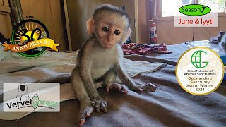 Two new baby orphan monkeys arrive each with their own little story Darby back to surgery [upl. by Ayanahs]