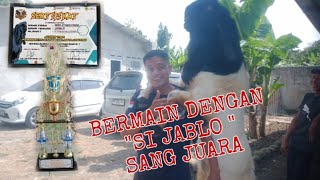 JABLO SANG JUARA DI KANDANG AGEK ETAWA FARM [upl. by Orola]