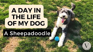 Sheepadoodle Day in the life of a dog  What it is like to live with a Sheepadoodle [upl. by Coral81]