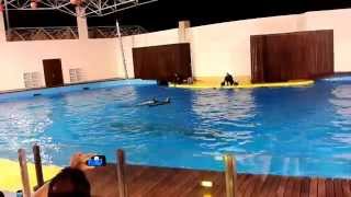 Dolphin Show in Jeddah Fakieh Aquarium Saudi Arabia [upl. by Cicero642]