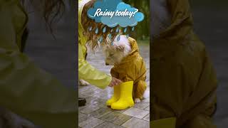 ADORABLE Short Dog ROCKS Rain Boots [upl. by Yt]