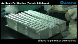 Antibody Purification Protein A Column [upl. by Natika]