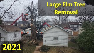 Large Elm Tree Removal March 2021 [upl. by Bound]