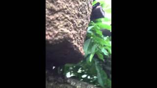 Honey bee swarm 22 June 2012 part 4 [upl. by Akissej]