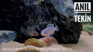 Neolamprologus Multifasciatus [upl. by Lane]