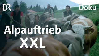 20 Kilometer Alpfahrt Einer der längsten Alpauftriebe im Allgäu  Schwaben amp Altbayern  BR [upl. by Idac]