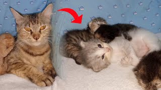 6 Adopted Kittens v 1 Big Rescued Cat Mom Cat is in Danger  Poor Kitten Nursed by Foster Mom Cat [upl. by Aerdnaeel]