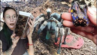 Pulling SO MANY FREAKING MOLTS and FEEDING my Tarantulas [upl. by Simeon994]