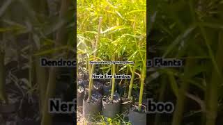 Dendrocalamus giganteus plant of 2024 Neria live bamboo  7002791693 [upl. by Dygal962]