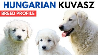 Kuvasz Dog Breed Profile History  Price  Traits  Hungarian Kuvasz Dog Grooming Needs  Lifespan [upl. by Yelha]