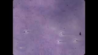 Fascinating lab footage of sperm [upl. by Lorie281]