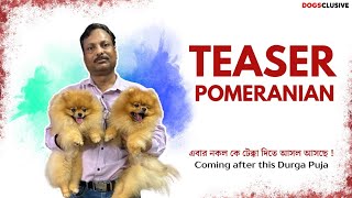 Teaser  Best Pomeranian Breeder  কেন সেরা  নকল কে টেক্কা দিতে আসল আসছে পুজোর পর [upl. by Adnawat]