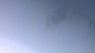 Murmuration of Starlings in Rome [upl. by Fahland]