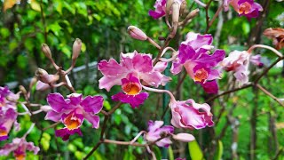 Myrmecophila Schomburgkia tibicinis 42923 orchidnewbee8786 [upl. by Cally461]