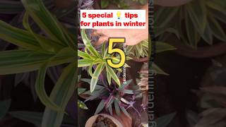 5 most effective tips for plants in winter plantscareinwinter plant plantscare shorts ytshorts [upl. by Thomasina]