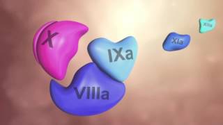 Coagulation Cascade Animation  Physiology of Hemostasis [upl. by Lari]