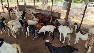 farming goats lot available in Hyderabad Moinabad  Telangana sheeps  Ongole ke mende  baby 🐏 lot [upl. by Cicely]