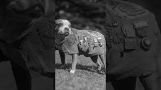 The Story of Real Sergeant Stubby [upl. by Radmen94]