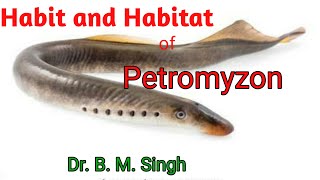 Habit habitat and salient features of Petromyzon [upl. by Aelyak104]