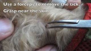 Removing Ticks From Dogs [upl. by Handbook]