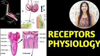 RECEPTORS PHYSIOLOGY CLASSIFICATION OF RECEPTORS CNS PROPERTIES OF RECEPTORS 2024 hindi urdu [upl. by Alya]