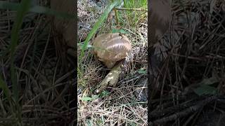 Scrocchia 🍄‍🟫 porcino boletusaestivalis boletus nature funghi porcini mushroom reticulatus [upl. by Eelibuj]