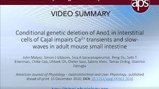 Ca2 Transients and Slow Waves in Conditional Ano1 Knockout Mice – Malysz et al 2017 [upl. by Rubi]