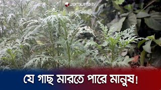 সাইলেন্ট কিলার গাছ পার্থেনিয়াম সংস্পর্শে হতে পারে ক্যান্সারও  Parthenium Tree  Jamuna TV [upl. by Nrubloc178]