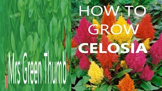 How to grow Celosia  Step by step [upl. by Iyre]