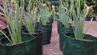 How to Grow Shallots at Home Easily [upl. by Eikceb819]