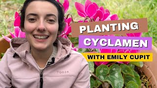 What To Know When Planting Cyclamen With Emily Cupit [upl. by Rellia677]