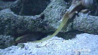 Cone Snail Eating Fish [upl. by Saidel]