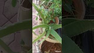 Aloevera ke phoolshotrs aloe veratrending youtubeshorts viralvideo viralshorts gardeningcare [upl. by Lynus]