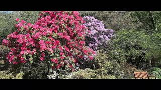 Rhododendrons in the Christchurch Botanic Gardens [upl. by Sillyhp394]