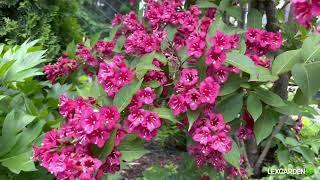 Weigela a prolific flowering shrub with pink and red flowers [upl. by Ilse]