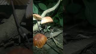 Marasmius siccus beautiful orange pinwheel mushroom fungi mushroom [upl. by Penny401]