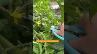 Ripening Tomatoes tomatoharvest gardening tomatoes tomatogarden backstreetboys ahorts [upl. by Cirred]