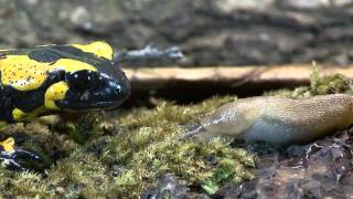 Feuersalamander frisst Schnecke Fire Salamander eats a slug [upl. by Jordans]