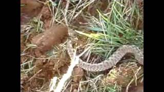 Horned Viper Οχιά Κερασφόρος viper snake [upl. by Nednarb833]