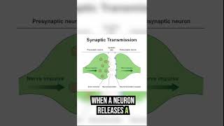 Neuron and Neurotransmitter Basics shorts [upl. by Aira722]