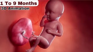 From Conception To Birth 1 to 9 months pregnancy journey  1 to 9 months baby development [upl. by Sletten]