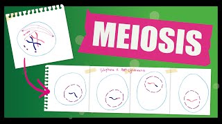 Meiosis  A Level Biology  The phases of Meiosis [upl. by Justin802]