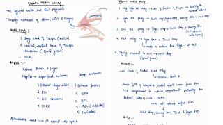 RADIAL NERVE INJURY NOTES ONE PAGE NOTES  ORTHOPAEDICS  4TH PROFF  MBBS [upl. by Nirrej]