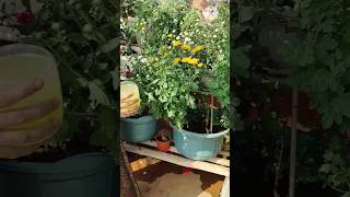 How to get more chamanthi flowers terracegarden youtubeshorts shorts [upl. by Imuy]