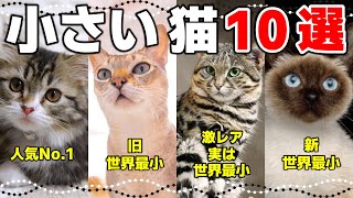 大きくならない小さい猫の種類10選！小型猫ってどんな猫？ [upl. by Morse]