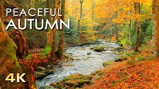 4K Autumn Forest  Relaxing Nature Video amp River Sounds  NO MUSIC  1 hour Ultra HD 2160p [upl. by Nyraa]