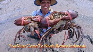 Traditional Fishermen Hunt Giant Mud Crab When The Water Has Receded [upl. by Bolen]