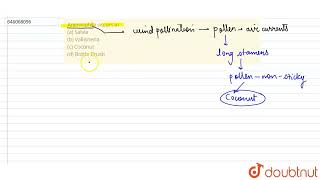 Anemophily occurs ina Salvia \n\nb Vallisneria \n\nc Coconut \n\nd Bottle Brush  12  N [upl. by Petulah]